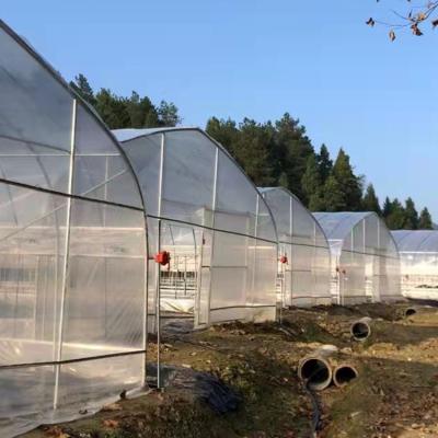 China High Tunnel Gothic Plastic Film Covering Single Span Greenhouse For Plants Growing for sale