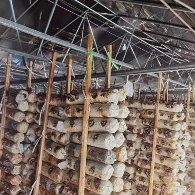 China Black Shade Net Tunnel Film Mushroom Single Span Greenhouse Agricultural for sale