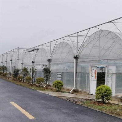 China Hot Dip Galvanized Steel Multi Span Greenhouse Plastic Film For Plant Growing for sale