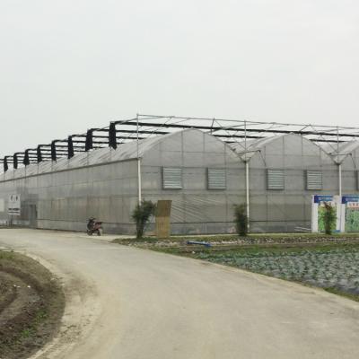 China Hot Galvanized Steel Hydroponic Tomato Multi Span Greenhouse Outdoor Farming for sale