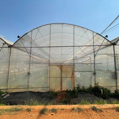 China Multispan Plastic Film Tunnel Greenhouse With Vertical Farming Hydroponics System for sale