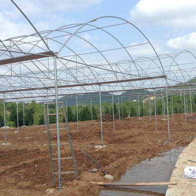 China Hot Galvanized Structure Agriculture Polytunnel Greenhouse Wind Resistant Multi-Span Greenhouse for sale