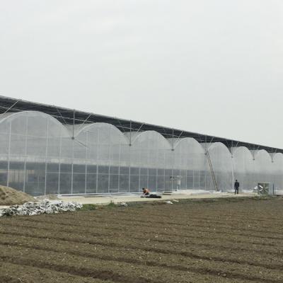 China Prefabricated Tomatoes Tunnel Plastic Greenhouse / Film Multi Span Greenhouse for sale
