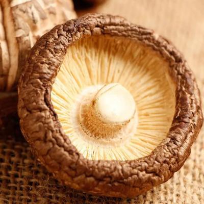 中国 High Protein Dry Shiitake Mushrooms Dices With Mushroom Taste And Textural Quality 販売のため