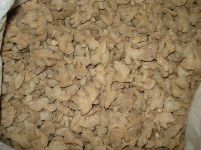 Chine Racine de gingembre déshydratée par jaune naturel tout-partie avec les matériaux frais à vendre
