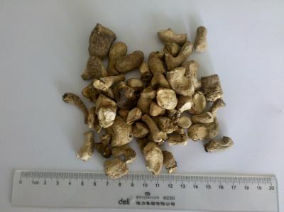China O padrão de HACCP secou cubos do pé dos cogumelos de Shiitake/cogumelos secados do chinês à venda