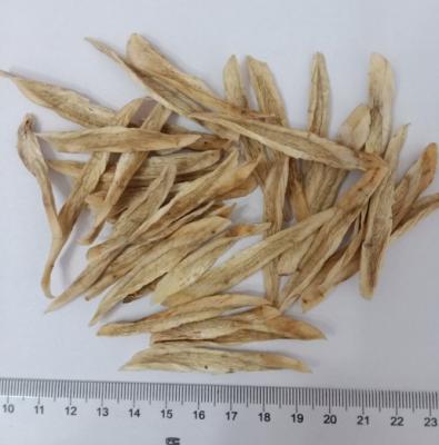 China Healthcare Products Air Dried Shaved Burdock 4 * 4 * 80mm Pharmaceutical Raw Material for sale