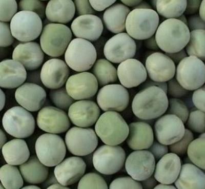 China Embalagem feita sob encomenda secada dos feijões verdes de ervilhas do jardim do produto comestível 2 anos de vida útil à venda