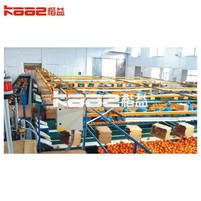 China Electrical Automatic Fruit Sorting Machine Potato Grading Machine For Fruits for sale