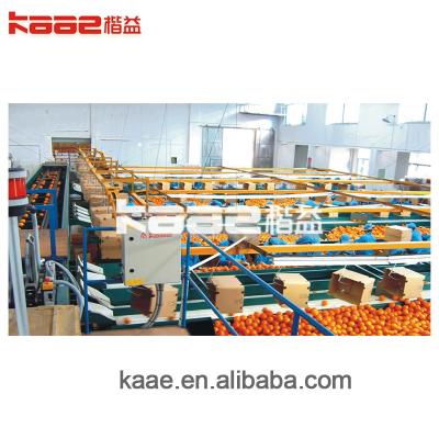 China SS304 Automatic Fruit Sorting Machine Photoelectrical Fruit Grader Machine for sale
