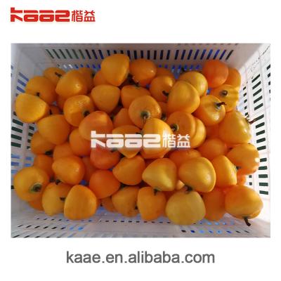 China 2000KGS 75KW Dried Persimmon Processing Line Persimmon Peeling Machine for sale