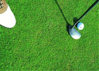 China Hierba artificial del golf sano, expectativa sintética de la larga vida del césped del golf en venta