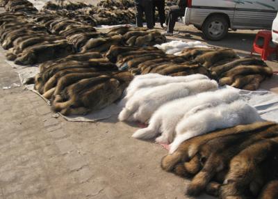 Китай Отделка клобука меха енота естественной формы реальная, загоренный воротник меховой шыбы черноты кожи  продается