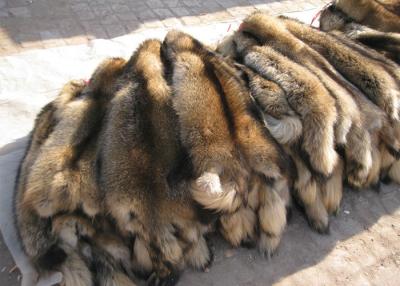 China 100% Real Natural Raccoon Fur Pelt Detachable Lush Soft For Clothes Hood for sale