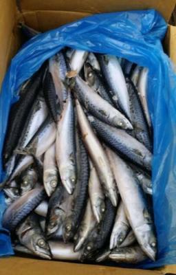 China Frozen Whole Round Pacific Mackerel Scomber Japonicus with Small Size. for sale