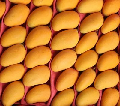 Chine Electric Fruit Mango Juice Production Line 2.2KW - 4KW à vendre