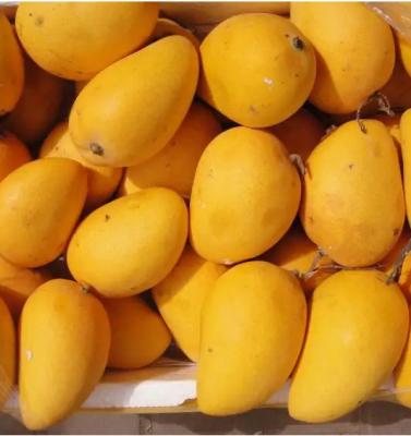 China Automatic Mango Puree Production Line High Capacity Mango Juice Processing Plant for sale