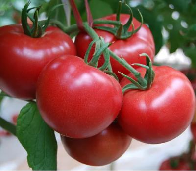 China Linha de processamento fresca de alta capacidade do puré do tomate de 6.5tons/Hour à venda