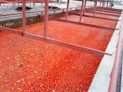 China Linha de produção fresca de alta capacidade do puré do fruto do tomate do produto comestível de 6.5t/H à venda