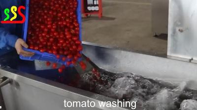中国 Fresh Tomato Medium Fruit Production Line 販売のため