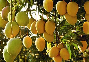 China Continuous Mango Fruit Jam Paste Production Line Automatic for sale