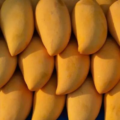 China Stainless Steel Customized Mango Puree Production Line 300 - 500kg/h Capacity à venda