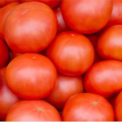 Китай 500kgs в нержавеющую сталь технологической линии томатной пасты часа продается
