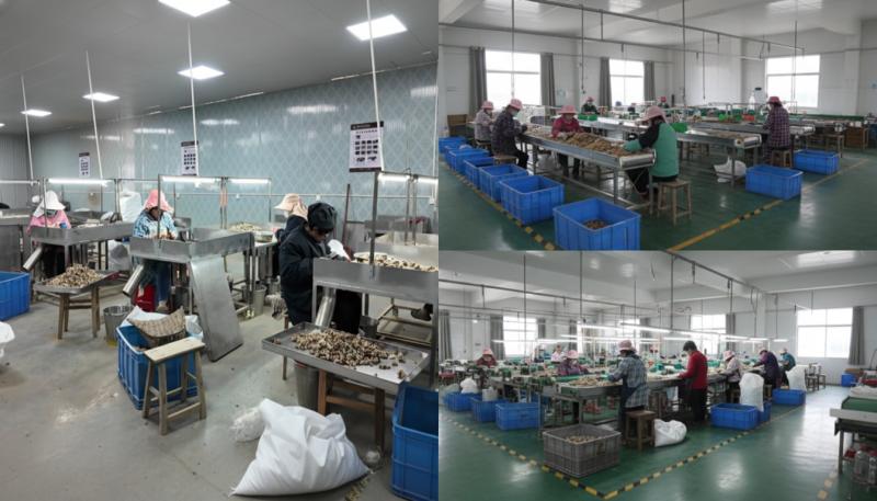 Verified China supplier - Shuntai (GZ) Health Care Industry Co.,LTD