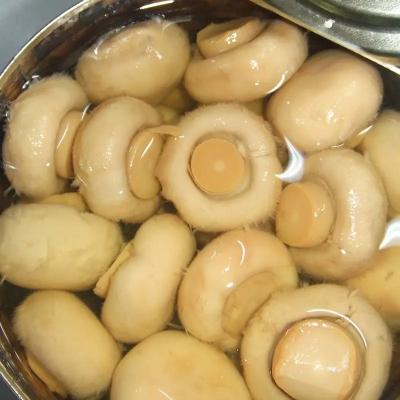 China OEM Private Label Canned Mushroom In Brine Water Canned Food for sale