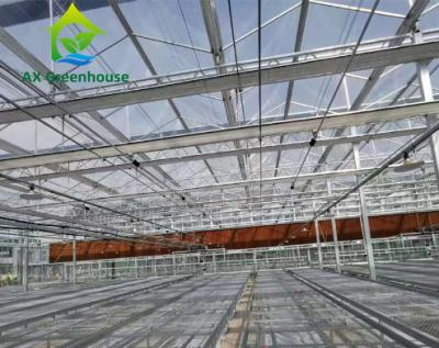 China Modern Tomato Farming High Tech Greenhouses Venlo Roof 9.6m 10.8m for sale