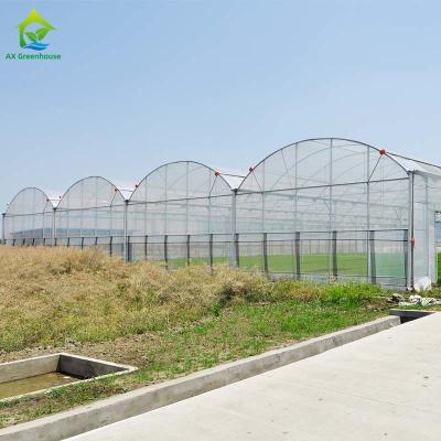 China Multi Span Hydroponic Tomato Plastic Greenhouse 150 Micron Plastic Film Covering for sale
