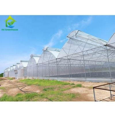 China Multi Span Aluminum Tunnel Greenhouse for Flowers Vegetables Plant for sale