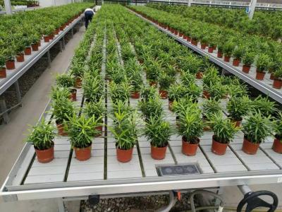 中国 Grow Table Flood Tray Rolling Ebb And Flow Bench For Flower Greenhouse Seedling 販売のため