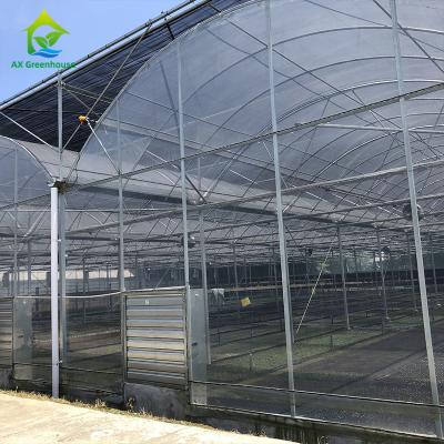 China UV Resistant Plastic Sheeting Greenhouse 20-100m Length Mosquito Net Greenhouse for sale