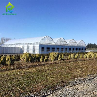 China Glass Cover Blackout Multi Span Greenhouse Gutter Connect Strawberry Plant Greenhouse for sale