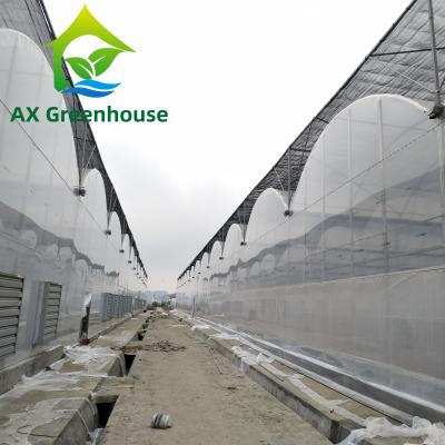 China ODM Transparent Polycarbonate Plastic Film Greenhouse Side Top Ventilation Greenhouse for sale