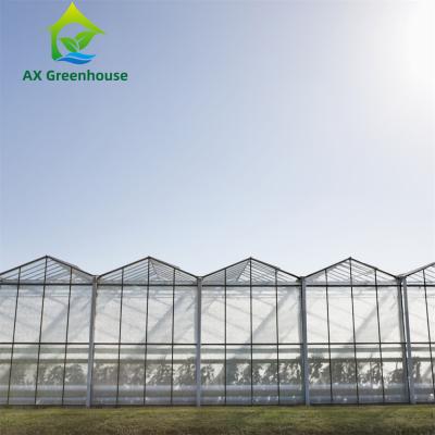 China Triangle Roof Agricultural Glass Greenhouse 9.6m Width Winter Lettuce Greenhouse for sale
