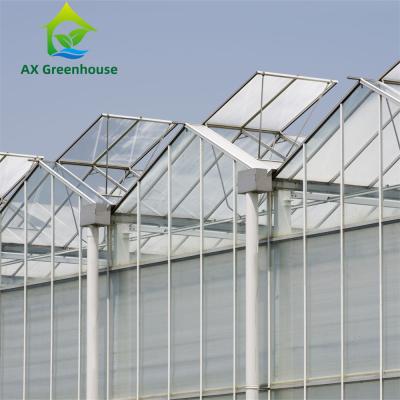 China 10.8m Width Hydroponic Lettuce Greenhouse Large Tempered Glass Greenhouse for sale