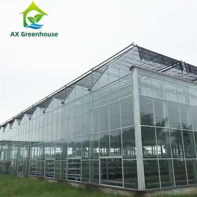 China 16m Span Multispan Smart Agricultural Glass Greenhouse For Vegetable Growing for sale