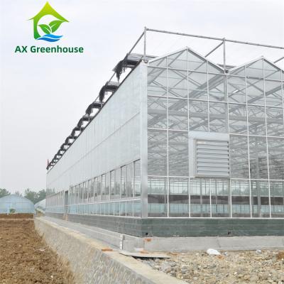 China 12m Width Agricultural Glass Greenhouse Residential Hydroponic Strawberry Greenhouse for sale