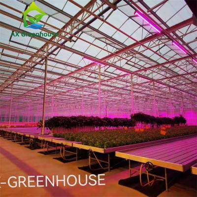 China Intelligent Hydroponic Roses Greenhouse for sale