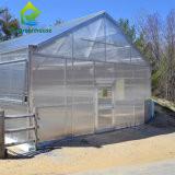 China Commercial Single Span Venlo Type PC Sheet Greenhouse Impact Resistant for sale