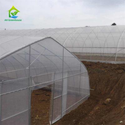 China Serre Gothique 240m2 Poly Tunnel Greenhouse Economical Gothic Arch Greenhouse for sale