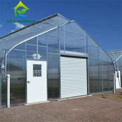 China Peach Type Roof Single Span Greenhouse for sale