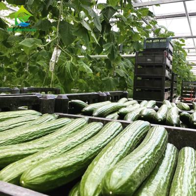 Chine Système hydroponique Soilless adapté aux besoins du client de verticale d'intérieur pour le concombre à vendre