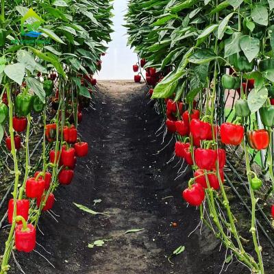 China Jogo do jardim vegetal do balcão da tubulação do PVC de Cherry Soilless Hydroponic System NFT da melancia à venda
