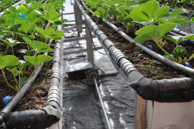Chine Système d'exploitation agricole vertical automatique dégrossi de système hydroponique Soilless de PVC d'échelle à vendre