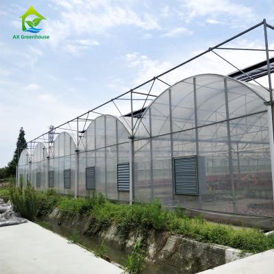 China 6m 8m 9m Span Clear Plastic Film Greenhouse Vegetable Farming for sale