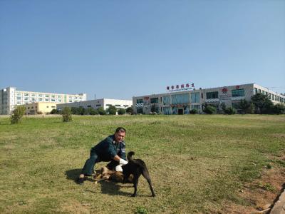 Chine Tissu non-tissé du point TRUTZSCHLER Spunlace de perle de gant de lavage humide de corps de chien grand à vendre