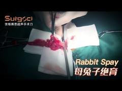 Rabbit Spay Surgery Demonstration | Ultrasonic Scalpel Use Case